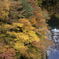 奥多摩の紅葉