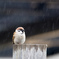 雨はつらい。。