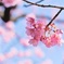 一月の桜