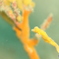 ハナタツ