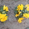 DSCN1217