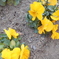 DSCN1214