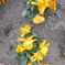 DSCN1213