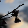 八重桜