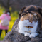 吾妻山公園のチャミちゃん