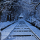 雪の参道