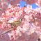 スズメも楽しむ満開桜