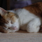老猫の睡眠