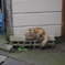 野良猫の視線