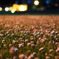 A grassy plain of the twilight