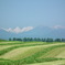 牧草一番刈　日高山脈を望む