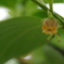 柿の花