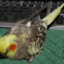 遊び疲れておねむのセイラちゃんｗ
