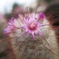 ふんわりサボテンの花