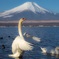白鳥パタパタ〜