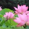 努力が花開く