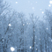 雪の森