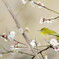 梅は~ぁ咲いたか~ぁ♬桜は~ぁまだかいなぁ？...ヾ(- -;)＜ぉぃ、まだ１月