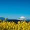 菜の花畑と富士山と