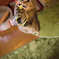 猫・・・跳ぶ