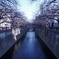 桜の時期の予行練習