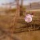 さくら(^^♪～♪♪～♪♪