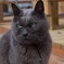 ＊くろねこ