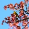寒桜とメジロ①