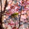 寒桜とメジロ②