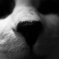 ねこっぱな