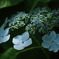 雨待ち紫陽花