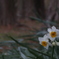 花　その17