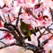 寒桜でかくれんぼ