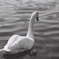 白鳥モノクロ