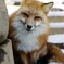 キツネ