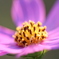 秋桜
