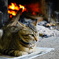 猫と暖炉