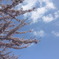 桜舞い散る中に忘れた記憶と…