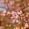 冬の桜