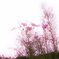 秋桜に想いを馳せて