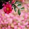 帰り花