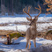 The Deer of Yosemite