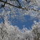 霧氷と青空