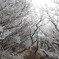 樹氷のトンネル