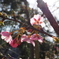 南禅寺の桜