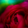 ranunculus