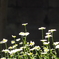 庭の草木
