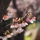 1月の桜
