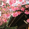 彩の寒緋桜