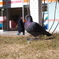 鳩